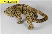 Formosan Clouded Leopard Collection Image, Figure 12, Total 29 Figures